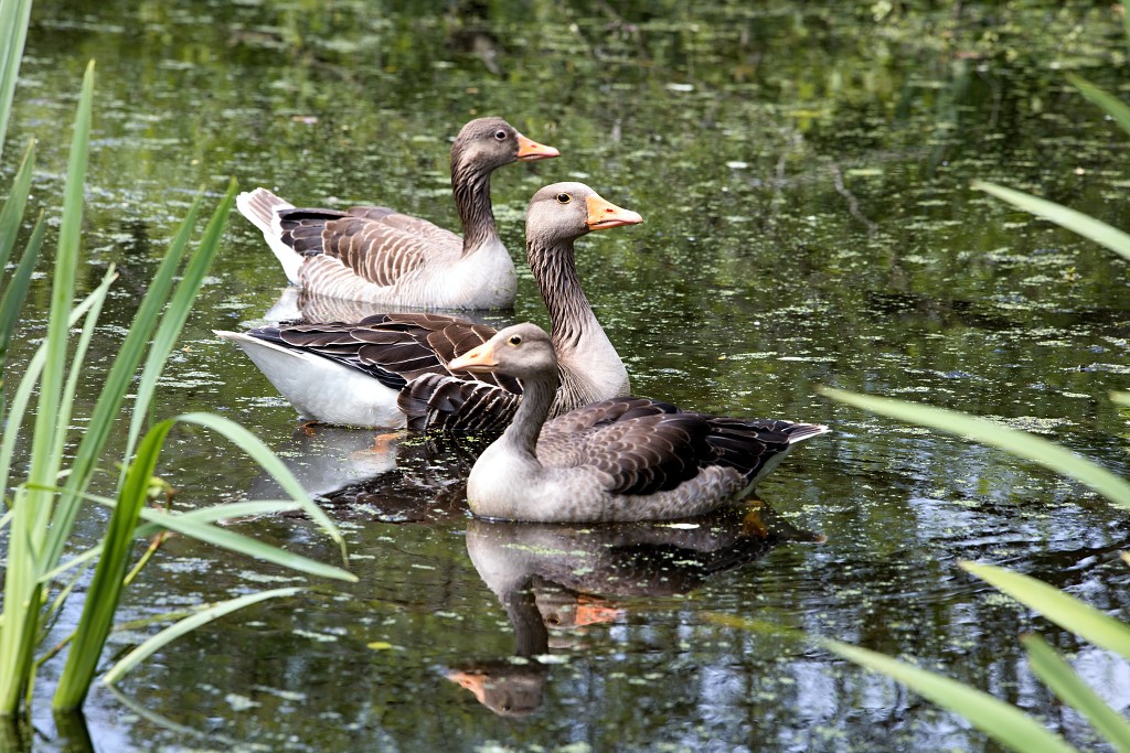 voornes duin tenellaplas Quackjeswater natuur natuurgebied natuurmonumenten hdr duinen Zuid Hollands landschap polder bossen natuurreservaat Natura 2000